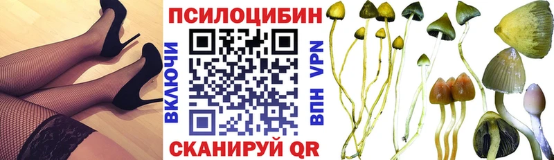 где купить наркоту  Стерлитамак  Псилоцибиновые грибы Psilocybe 